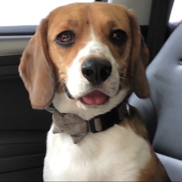 Meet your Posher, Brenda - Picture 1 of 1